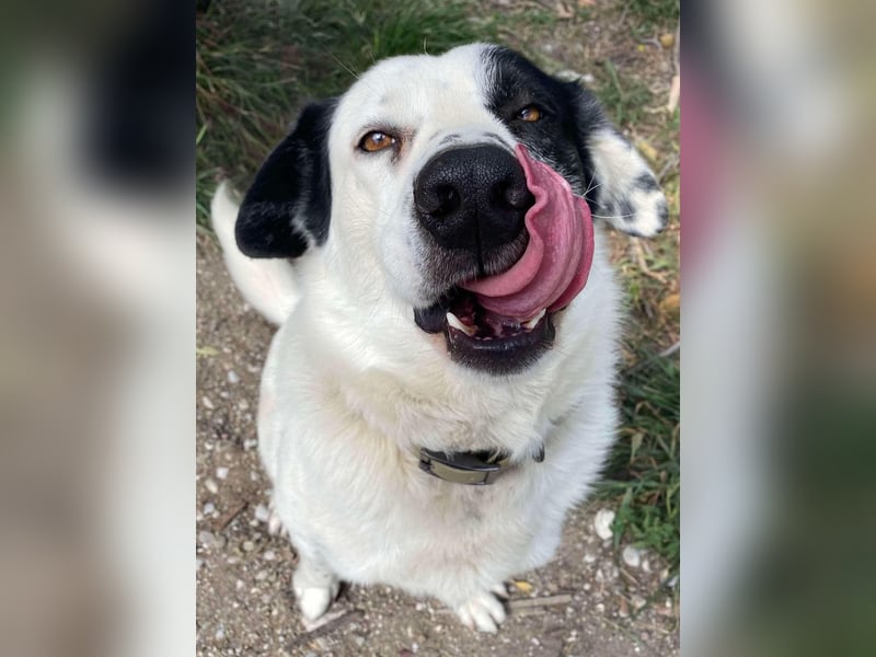 Rocky möchte eine 2.Chance für eine Familie haben