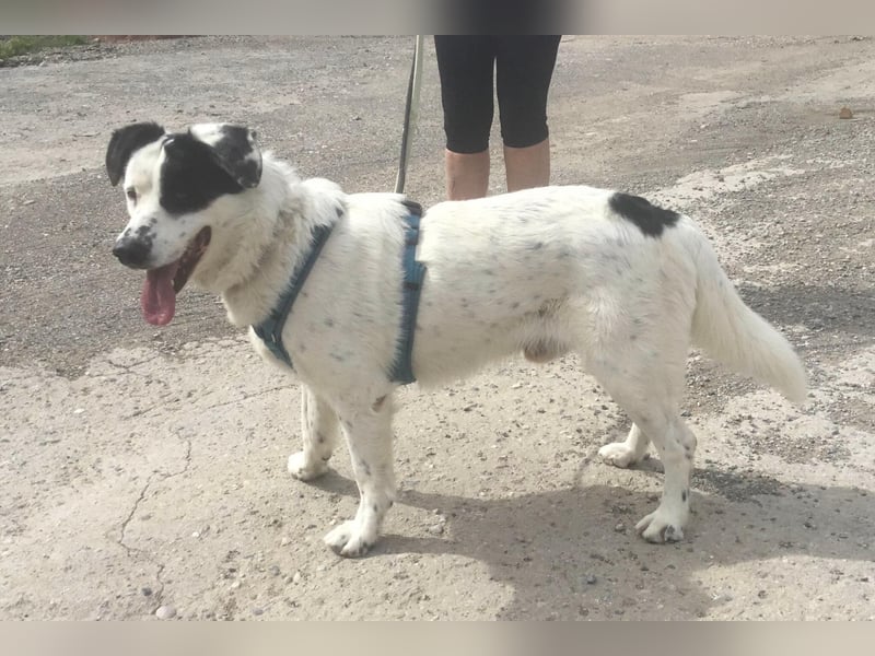 Rocky möchte eine 2.Chance für eine Familie haben