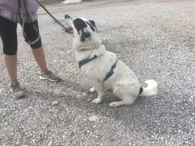 Rocky möchte eine 2.Chance für eine Familie haben