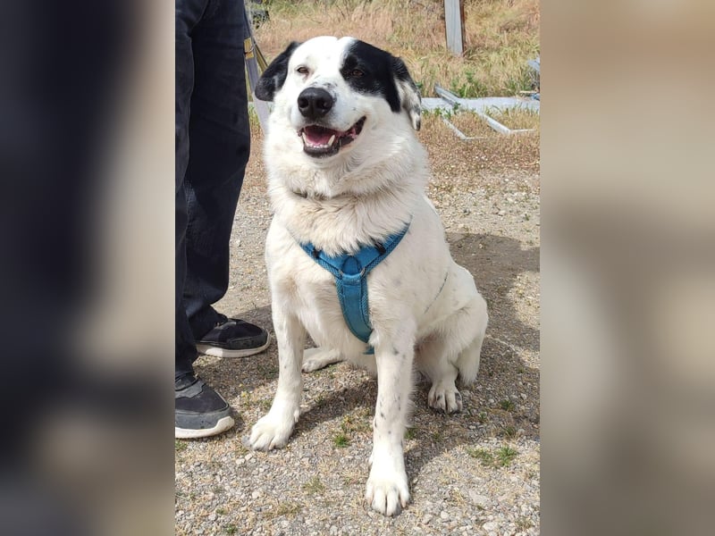 Rocky möchte eine 2.Chance für eine Familie haben