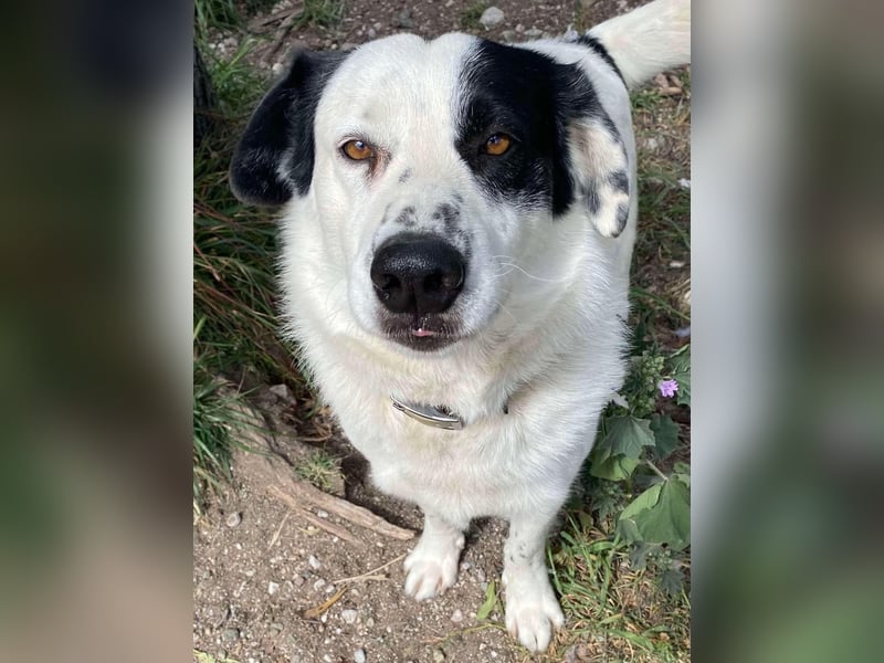 Rocky möchte eine 2.Chance für eine Familie haben
