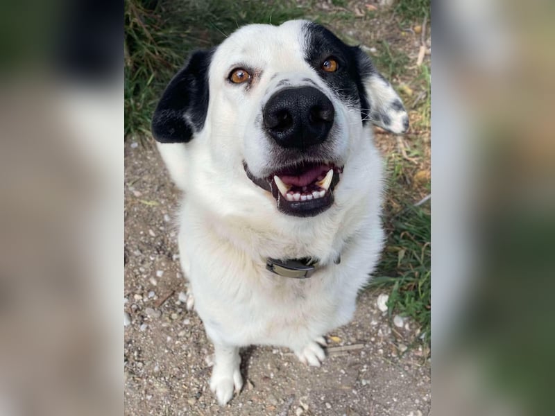 Rocky möchte eine 2.Chance für eine Familie haben