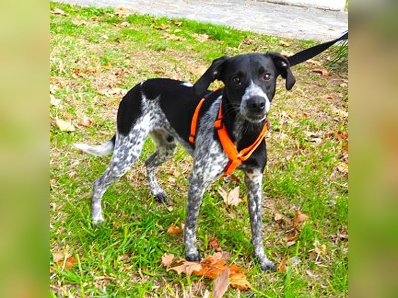 Merlin sucht ein Zuhause