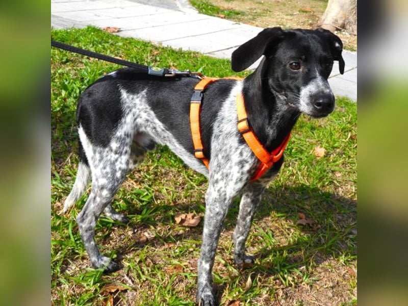 Merlin sucht ein Zuhause