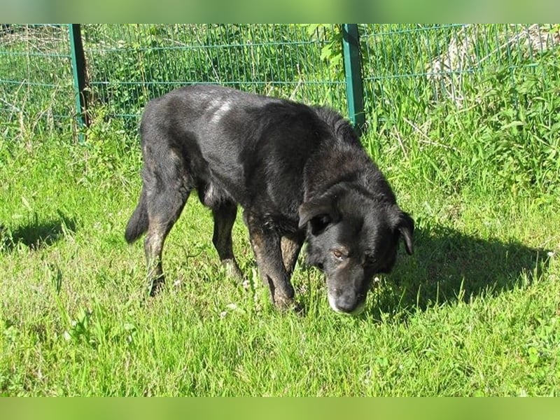 Lee sucht ein neues Zuhause
