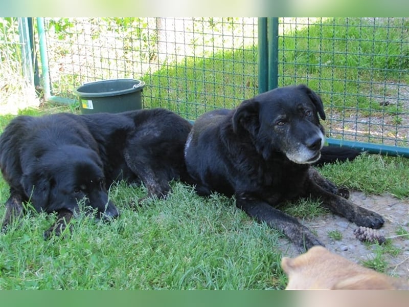 Lee sucht ein neues Zuhause