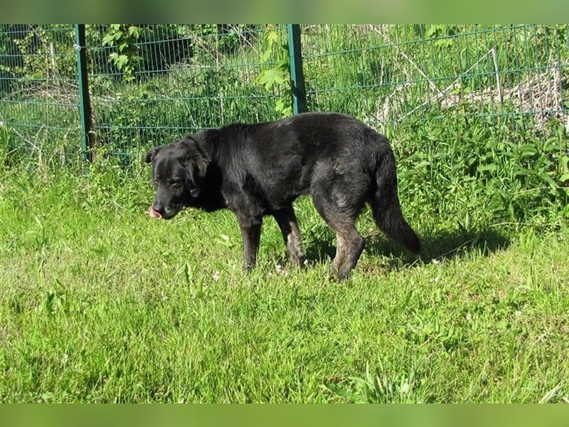 Lee sucht ein neues Zuhause