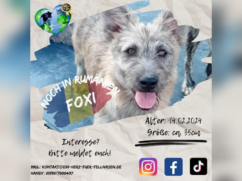 Unser süßer FOXI