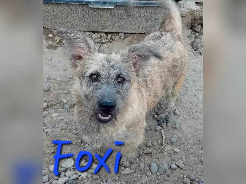 Unser süßer FOXI