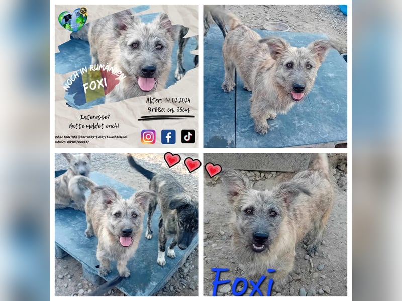 Unser süßer FOXI