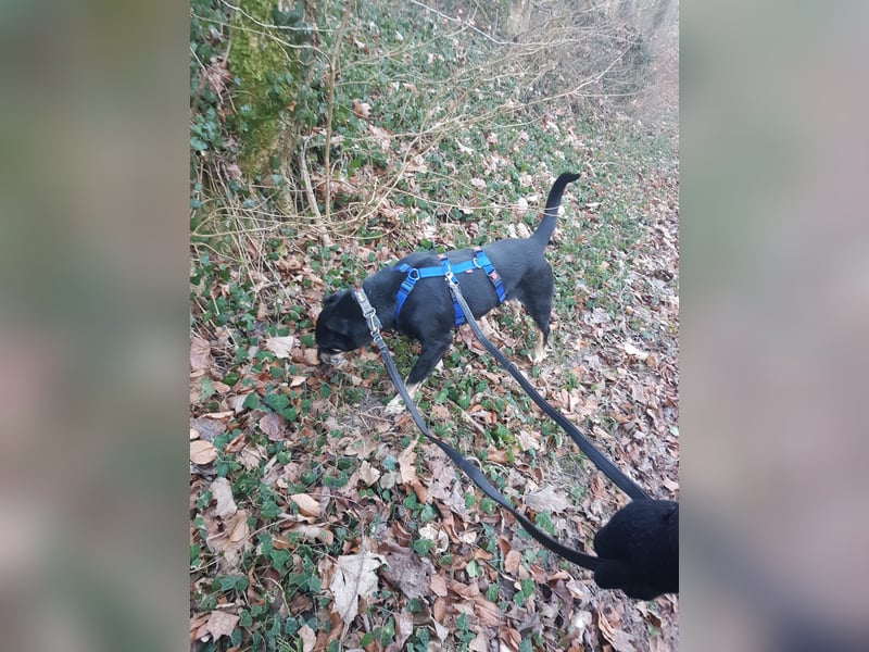 Rudi – Verschmuster Wirbelwind sucht liebevolles Zuhause