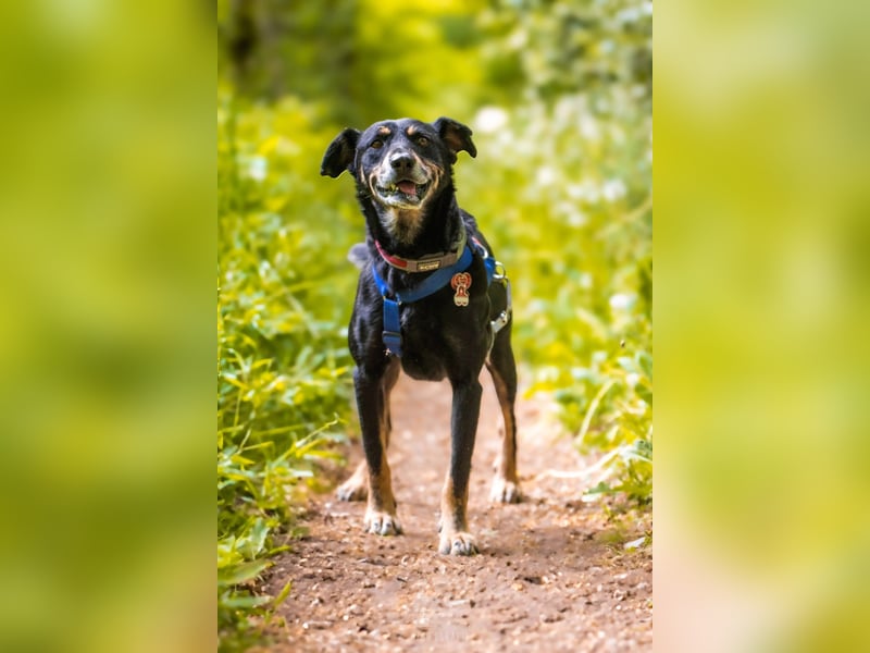 Rudi – Verschmuster Wirbelwind sucht liebevolles Zuhause