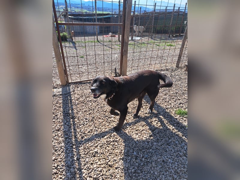 Piccolo sucht sein Zuhause