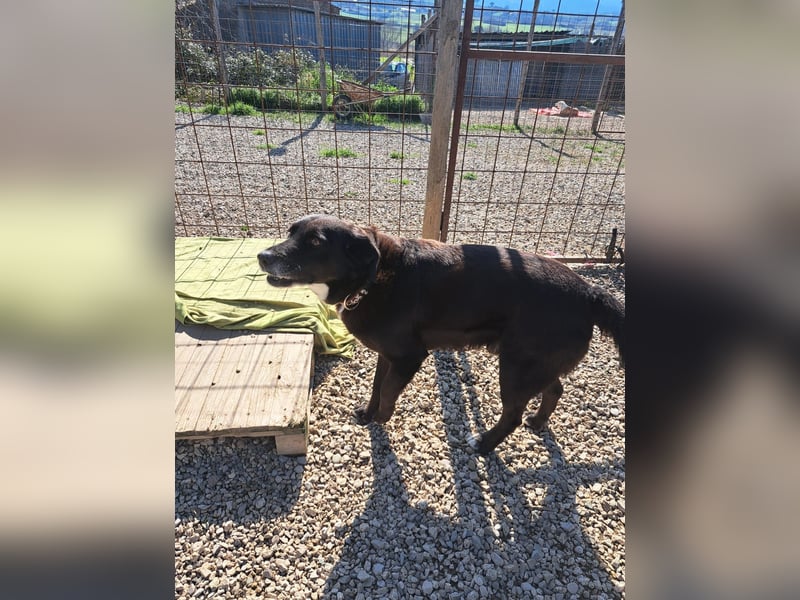 Piccolo sucht sein Zuhause