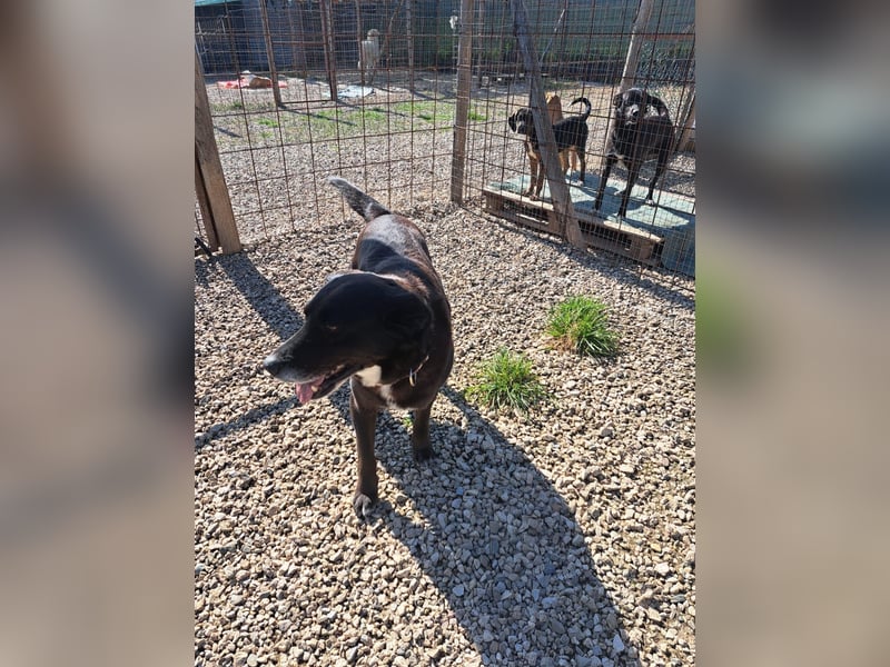 Piccolo sucht sein Zuhause