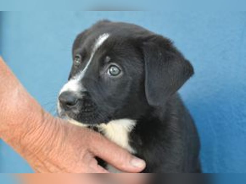 Der kleine Oreo braucht ein liebevolles Zuhause