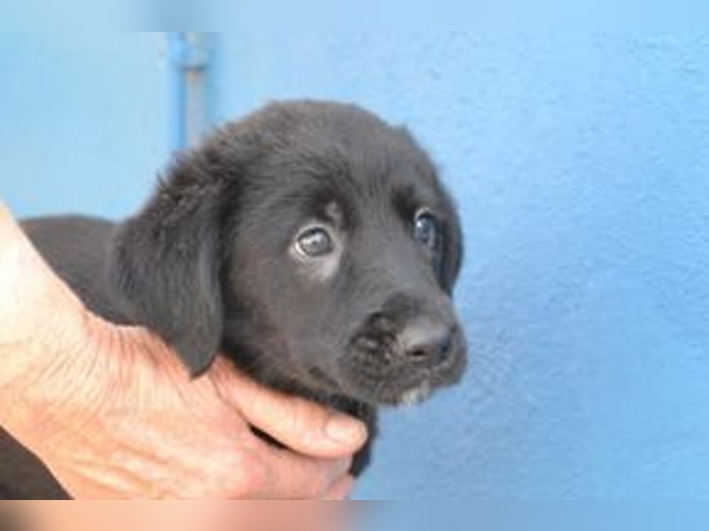 Der kleine Conguito braucht ein liebevolles Zuhause
