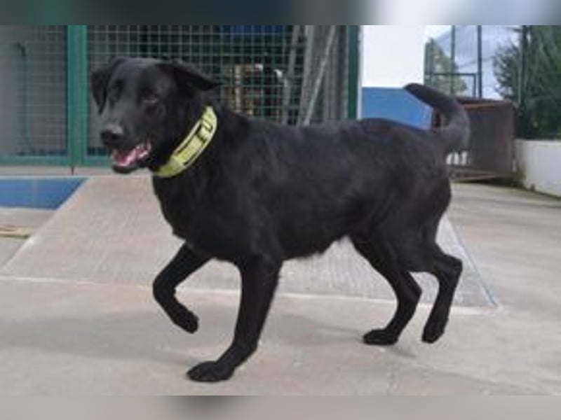 Rafa, ein menschenbezogener und sehr lieber Familienhund