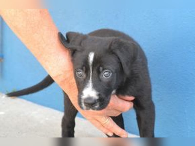 Der kleine Oreo braucht ein liebevolles Zuhause