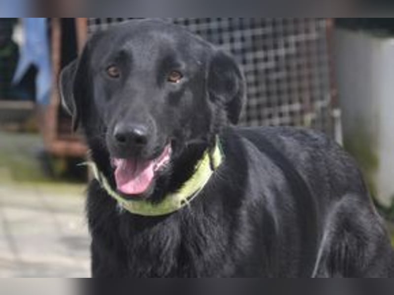 Rafa, ein menschenbezogener und sehr lieber Familienhund