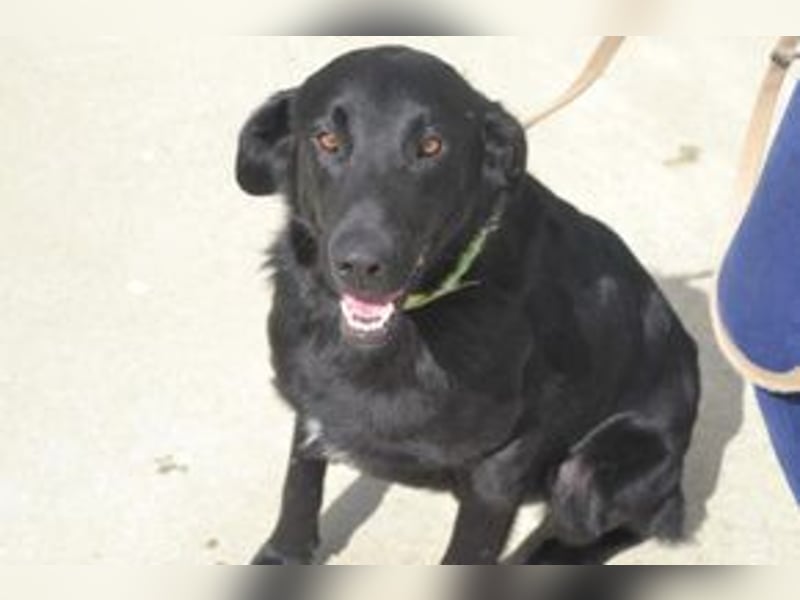 Rafa, ein menschenbezogener und sehr lieber Familienhund