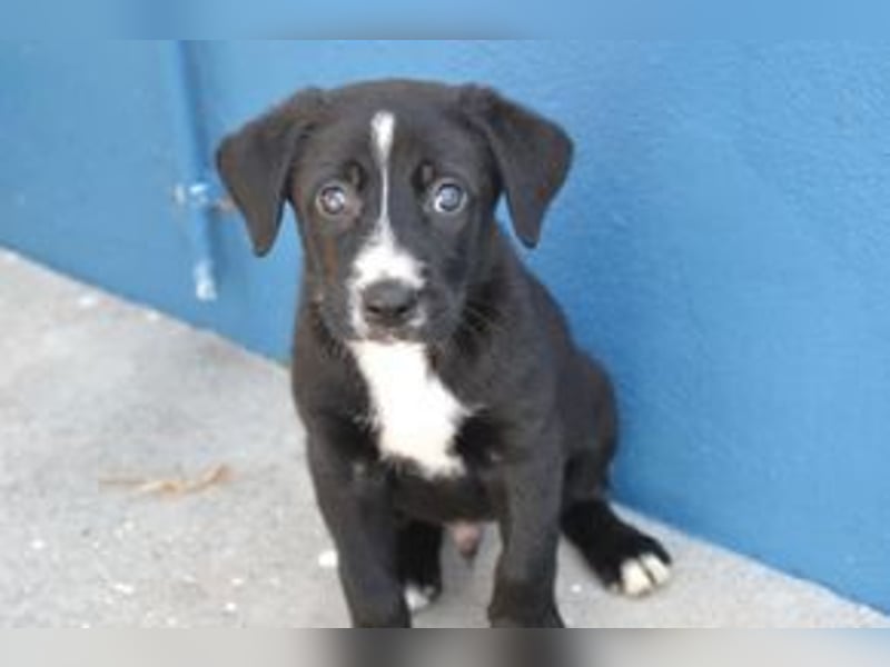 Der kleine Oreo braucht ein liebevolles Zuhause