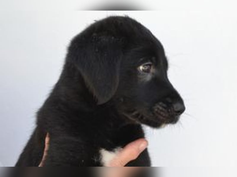 Der kleine Conguito braucht ein liebevolles Zuhause