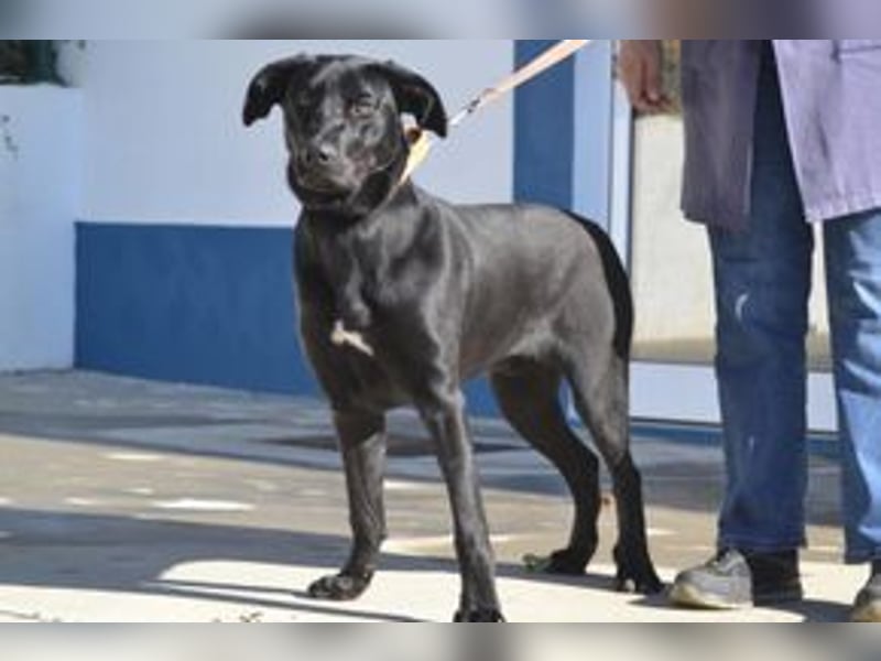 Rex, ein fröhlicher Wirbelwind auf der Suche nach aktiven Menschen