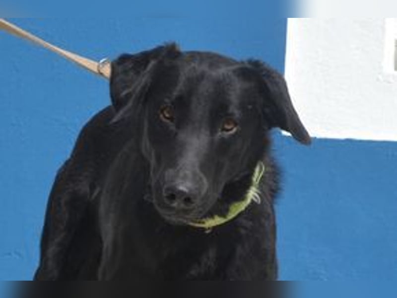 Rafa, ein menschenbezogener und sehr lieber Familienhund