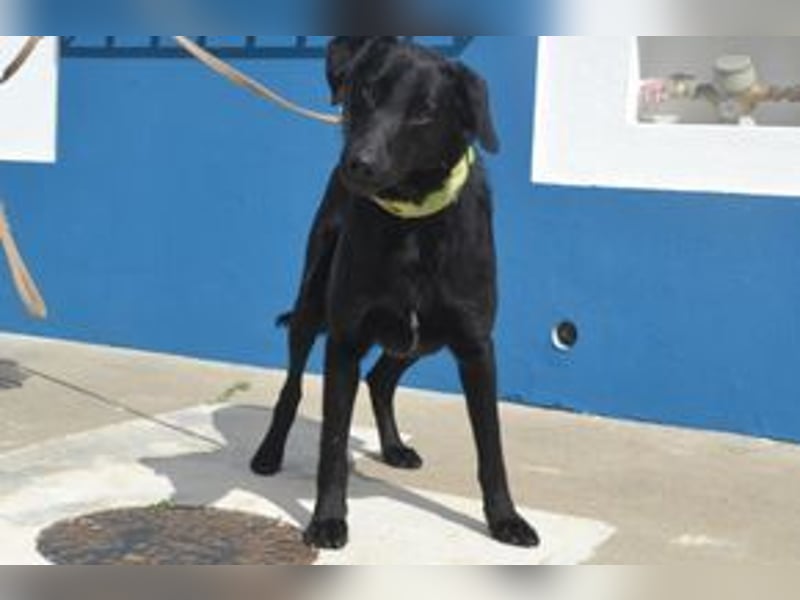 Rafa, ein menschenbezogener und sehr lieber Familienhund