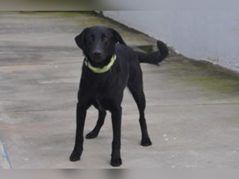Rafa, ein menschenbezogener und sehr lieber Familienhund