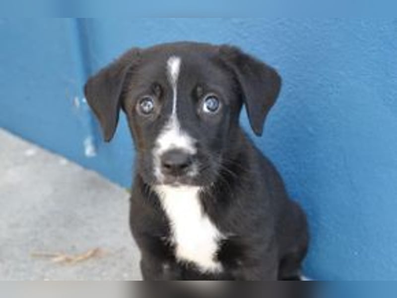 Der kleine Oreo braucht ein liebevolles Zuhause