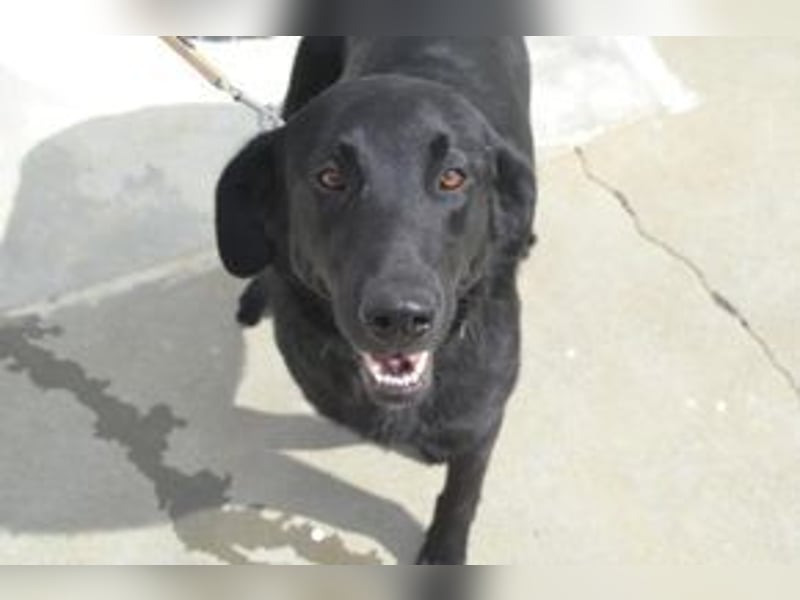 Rafa, ein menschenbezogener und sehr lieber Familienhund