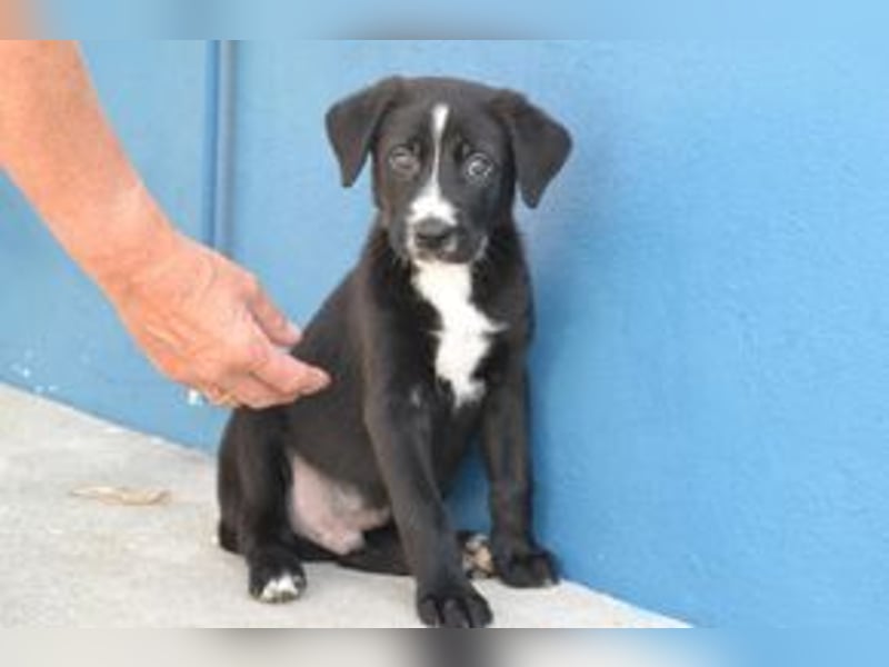 Der kleine Oreo braucht ein liebevolles Zuhause