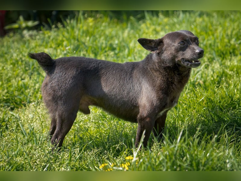Sucki der kleine Schmuser