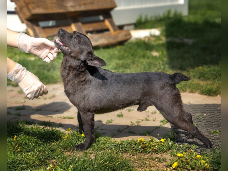 Sucki der kleine Schmuser