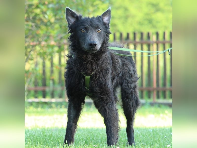 Blacky: möchte sein HERZ verschenken