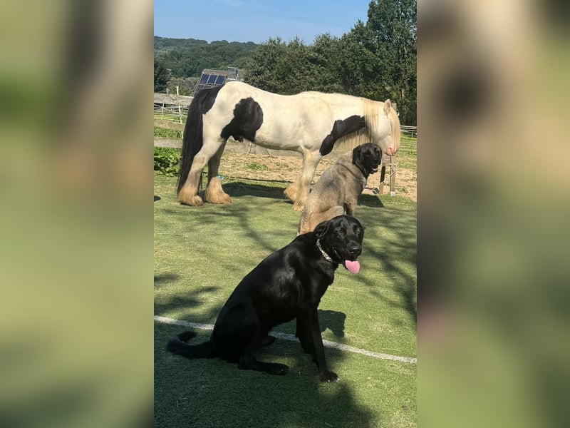 Jojo sucht sportlichen Menschen...