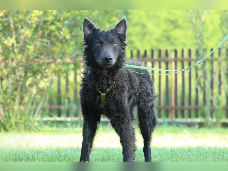 Blacky: möchte sein HERZ verschenken