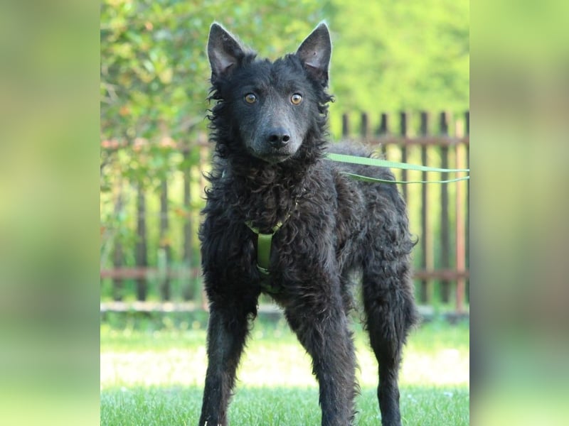 Blacky: möchte sein HERZ verschenken