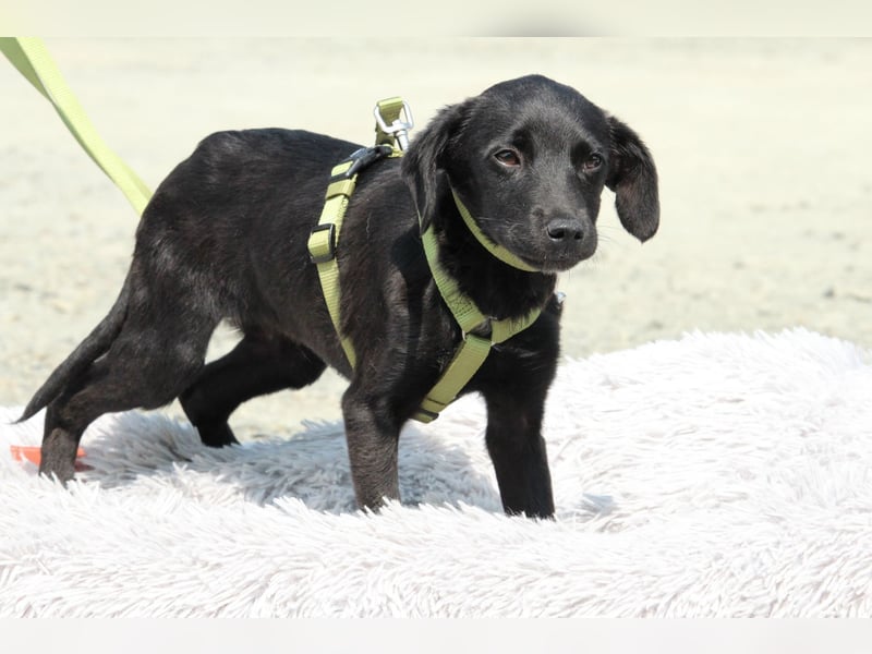 Millie unser kleiner Prinz