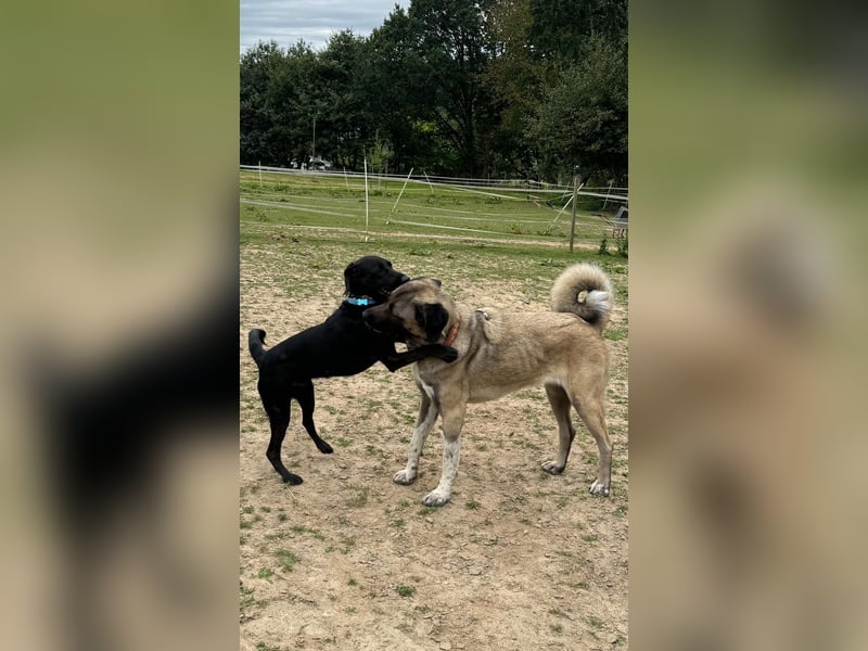 Jojo sucht sportlichen Menschen...