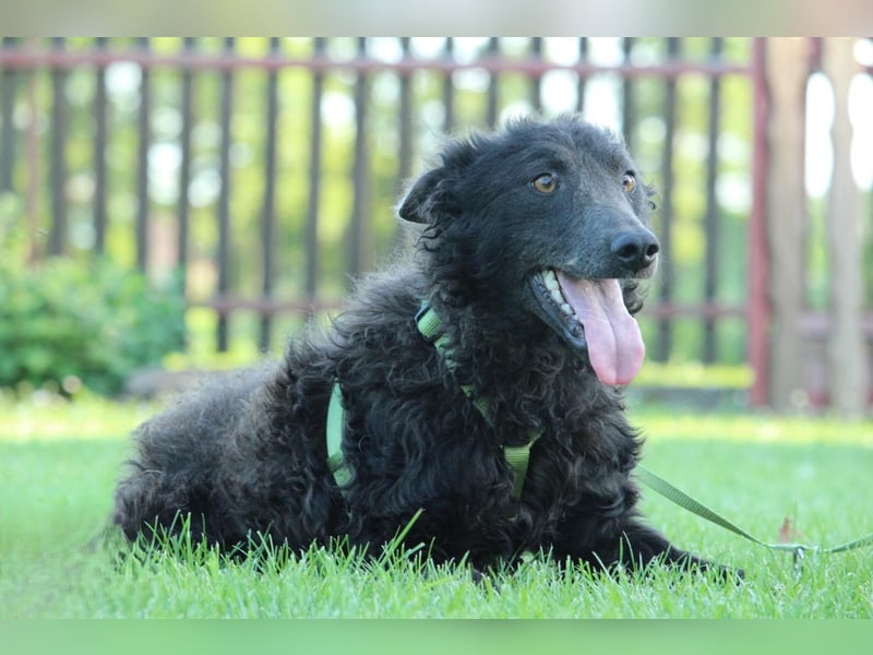 Blacky: möchte sein HERZ verschenken