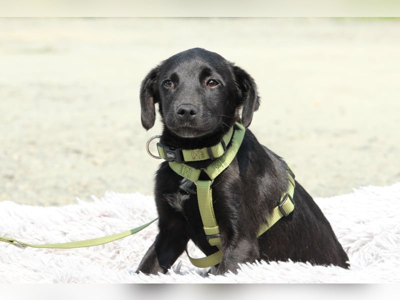 Millie unser kleiner Prinz