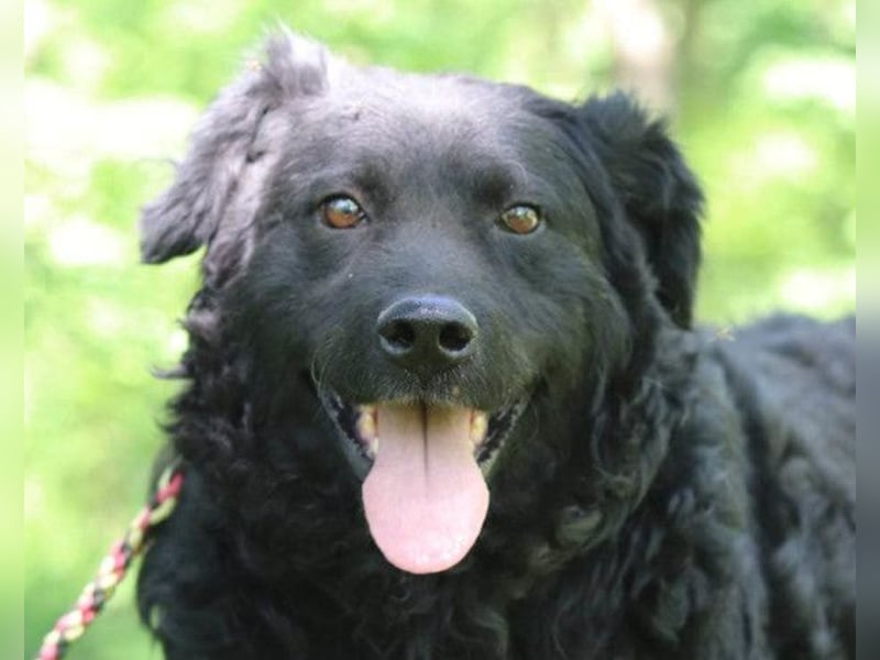 Rüde Boby ❤️ verdient es endlich zu leben