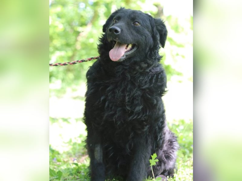 Rüde Boby ❤️ verdient es endlich zu leben