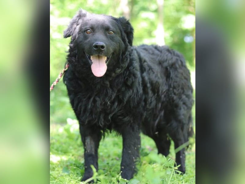 Rüde Boby ❤️ verdient es endlich zu leben
