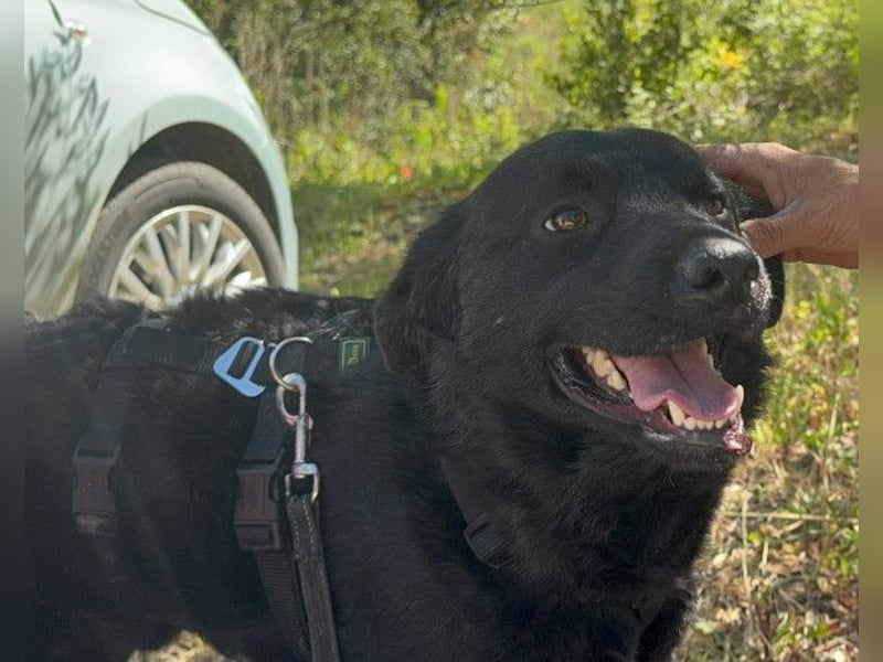 Bruce ❤️ Sanftmütig, loyal, verschmust!