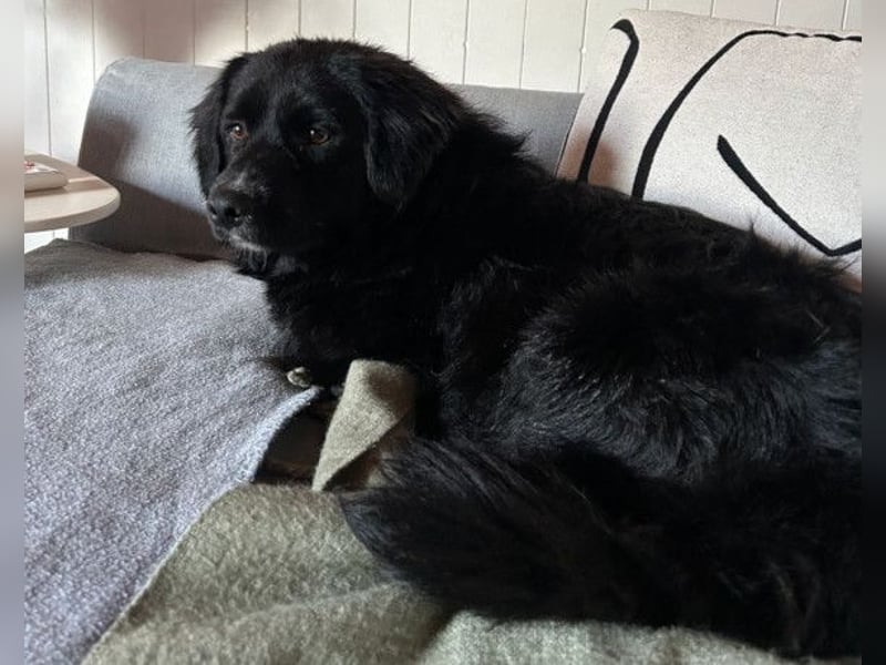 Koji ❤️ wartet in 22559 Hamburg