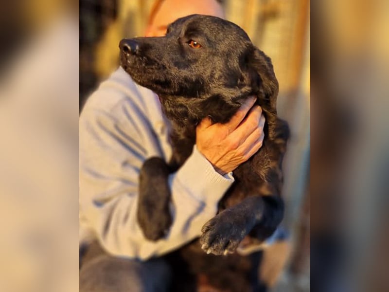 Bruce ❤️ Sanftmütig, loyal, verschmust!